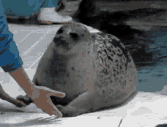 a seal is being petted by a person