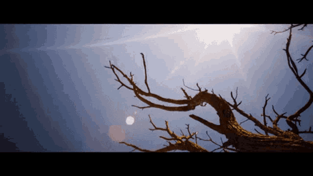 the sun is shining through the branches of the tree