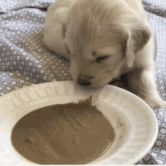 Cachorro Comiendo GIF - Cachorro Comiendo GIFs