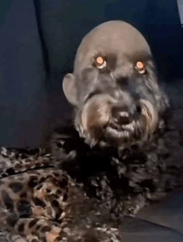 a small dog with a bald head and orange eyes is sitting on a leopard print blanket .