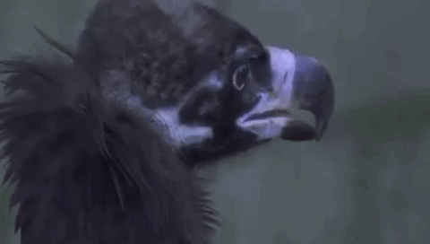 Cinereous Vulture Vulture GIF - Cinereous Vulture Vulture GIFs