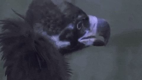 a close up of a vulture 's head with a purple beak and feathers .
