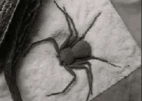 a black and white photo of a spider sitting on a piece of paper towel .