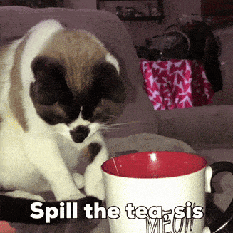 a cat sits next to a cup that says spill the tea sis meow