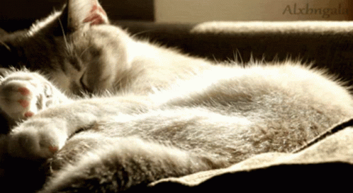 Sleeping Cats GIF - Sleeping Cats Kittens GIFs