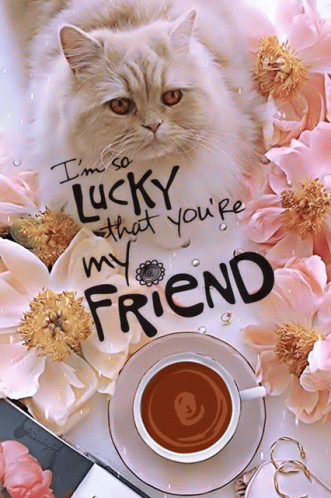 Coffee Cat GIF - Coffee Cat Cat Love GIFs