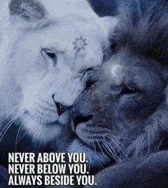 a picture of a lion and a lioness with the words never above you never below you always beside you