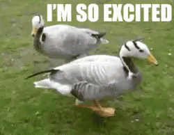 First Day Of Spring! GIF - Ducks Excited Excited Dance GIFs