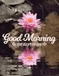 two pink flowers are reflected in the water and the words `` good morning beautiful '' are written above them .