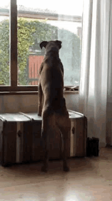 a dog is standing on its hind legs in a living room looking out of a window .