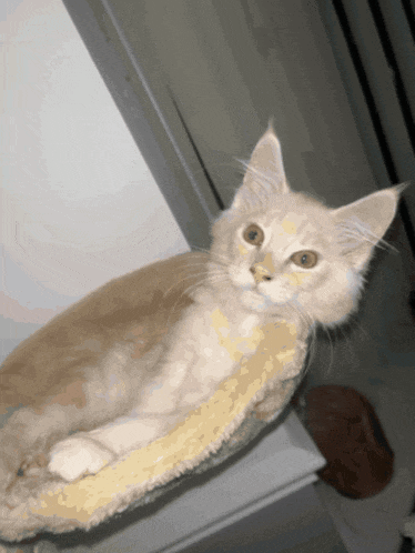 a kitten is laying on a cushion and looking at the camera