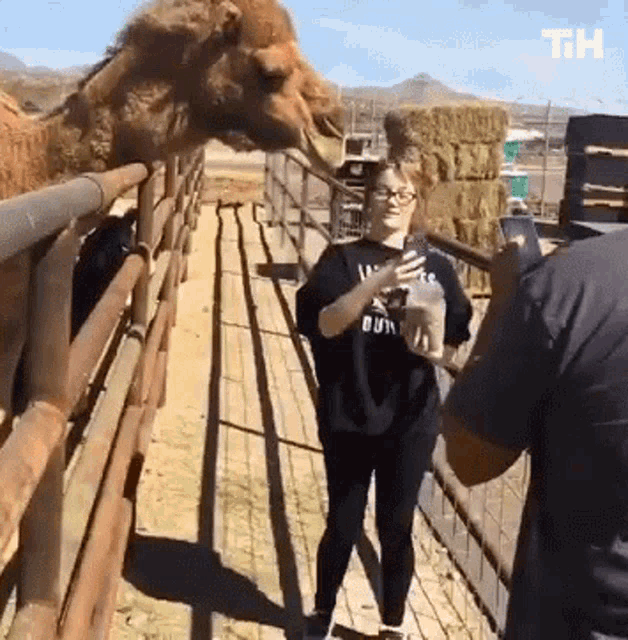 Camel This Is Happening GIF - Camel This Is Happening Bite Head GIFs