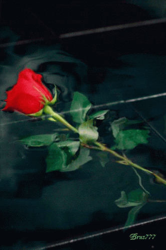 Roses Reflection GIF - Roses Reflection GIFs