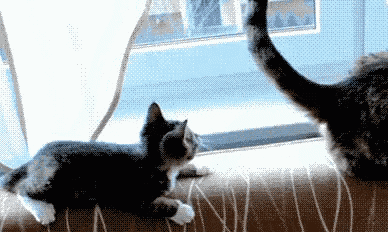 a kitten laying on a window sill looking at another kitten