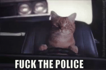 Me On The Road GIF - Defensivedriving Runaway Cat GIFs