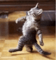 a cat standing on its hind legs on a wooden floor .