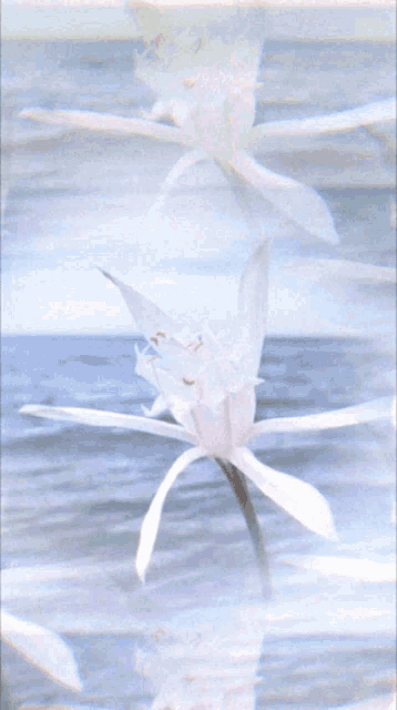 a painting of a white flower with a blue background