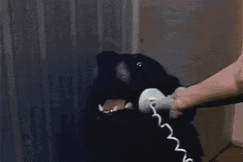 Hello There GIF - Hello There Dog GIFs
