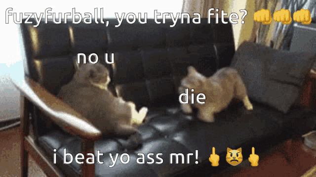 two cats are sitting on a couch with a caption that says fuzyfurball you tryna fite