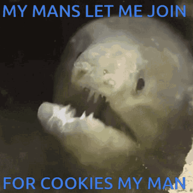 Eel Join For Cookies GIF