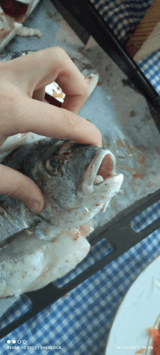 a person holding a fish with a redmi 10 2022 sherlock app displayed