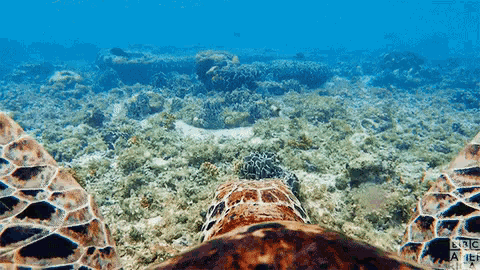 Yaaa Duuuuuuddeeee GIF - Sea Turtle Swimming Under The Sea GIFs