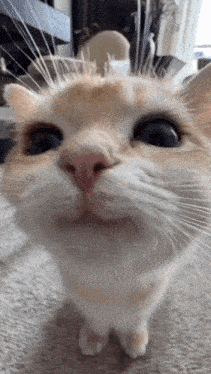 a close up of a cat 's face looking at the camera