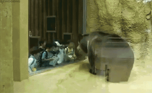 a group of people looking at a bear in a zoo enclosure with the hashtag #dewogong