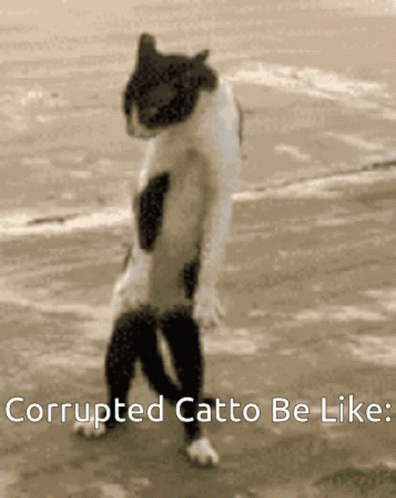 Catto Corrupted Catto GIF - Catto Corrupted Catto Cat GIFs