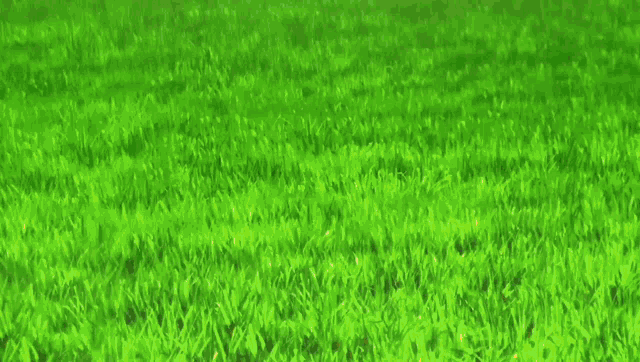a person wearing a pair of blue soccer cleats is running on a green field