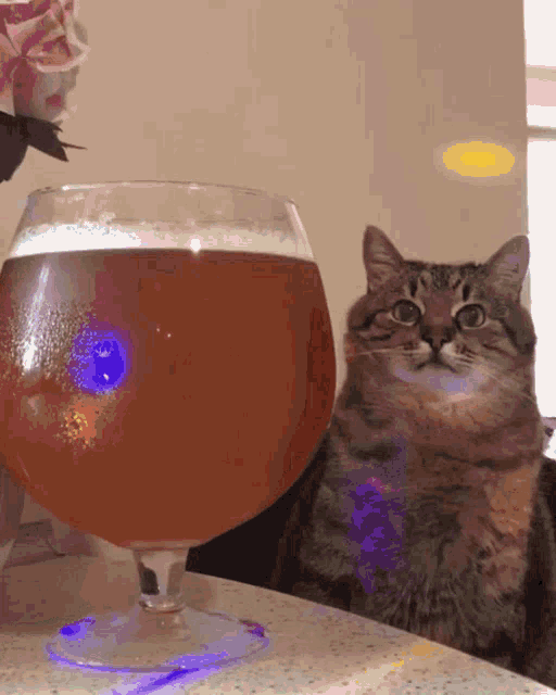Cat Sitting GIF - Cat Sitting Beer GIFs