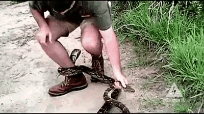 Snake Attack Wrap Around Leg GIF - Snake Attack Wrap Around Leg Animal Attack GIFs