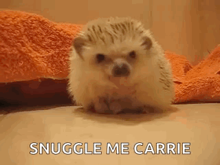 Animals Hedgehog GIF - Animals Hedgehog Cute GIFs