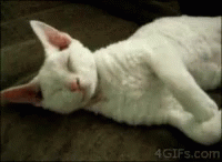 Cuddly Cat GIF - Cuddly Cat GIFs