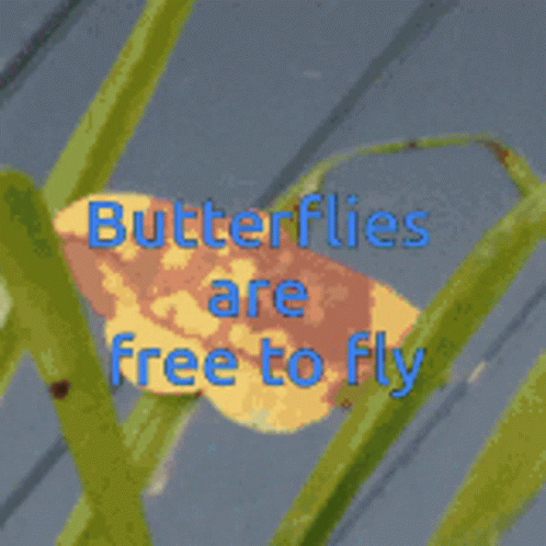 Butterflies Are Free To Fly Nature GIF - Butterflies Are Free To Fly Nature Butterflies GIFs