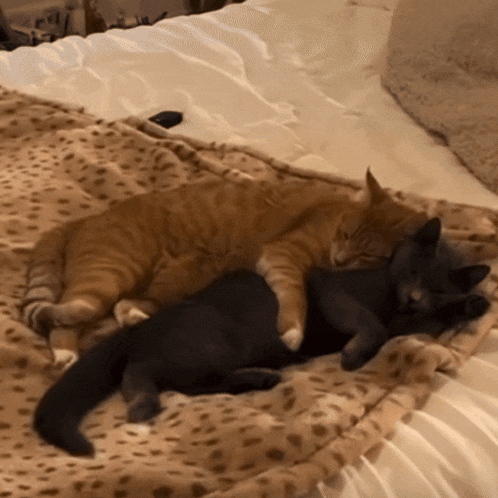 Cat Hug Cat Cuddle GIF - Cat Hug Cat Cuddle Yourarchivist GIFs