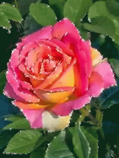 Rose Illumination GIF - Rose Illumination Sparkle GIFs