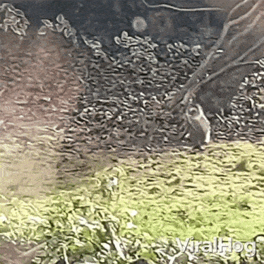 a squirrel is walking across a grassy field with a tree branch in the background .