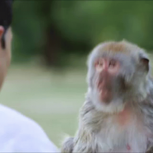 Monkey Slap GIF - Monkey Slap GIFs
