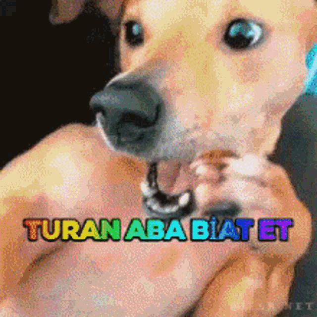 Turan Ab GIF - Turan Ab Biat GIFs