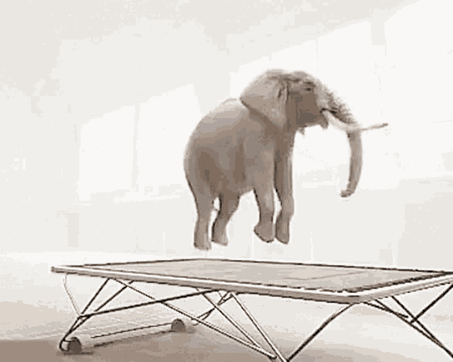 an elephant is jumping over a trampoline .