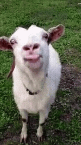 Goat Licking GIF - Goat Licking Funny Animals GIFs