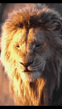 a close up of a lion 's face with the sun shining through its mane