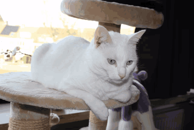a white cat laying on a cat tree with a purple stuffed animal in the background