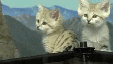 Sand Cats GIF - Sand Cats Sand Cat GIFs