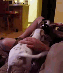 a person is petting a dog on their lap