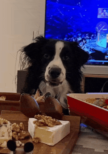 a black and white dog sitting at a table with food and a television in the background