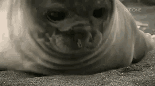 Seal Wiggle GIF - Seal Wiggle Wiggly GIFs