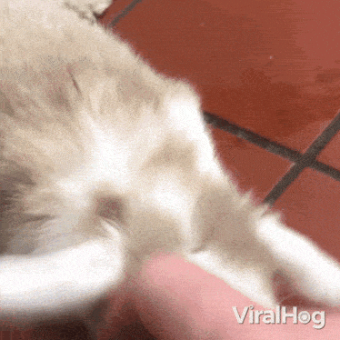 Petting Bunny GIF - Petting Bunny Viralhog GIFs