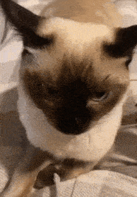 Cat Gigachad GIF - Cat Gigachad Sigma GIFs